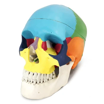 Pintado Crânio Humano De Modelo, A Vida Réplica Em Tamanho Real Da Anatomia Adultos Modelo Removível Com Tampa Do Crânio E Mandíbula Articulada